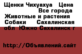 Щенки Чихуахуа › Цена ­ 12000-15000 - Все города Животные и растения » Собаки   . Сахалинская обл.,Южно-Сахалинск г.